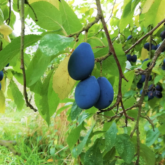 Damson / Porter (440ml cans)