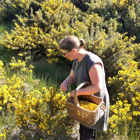 Gorseflower / Foraged Pale (440ml cans)