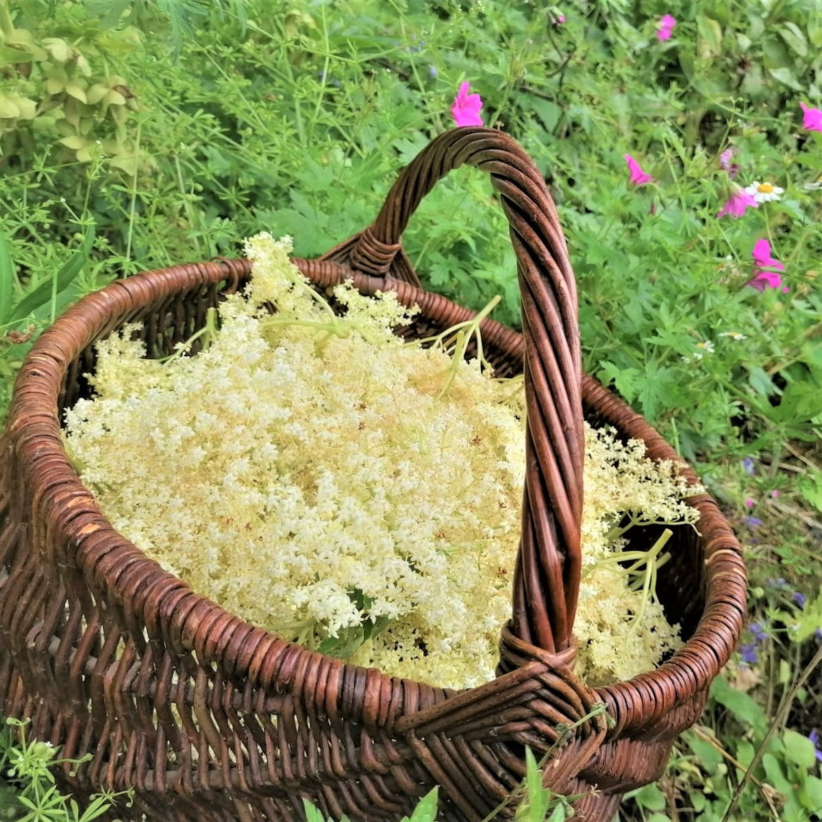 Elderflower / Pale  (440ml cans)